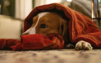 Buiten is het koud, maar zo blijft het bij jou binnen lekker warm