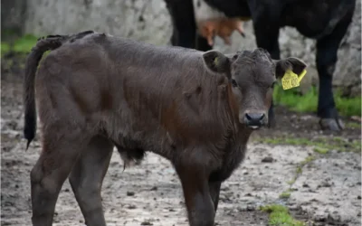 Kalverstal: een goede start voor gezonde kalveren